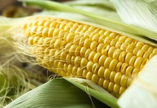 玉米鬚副作用 玉米鬚副作用