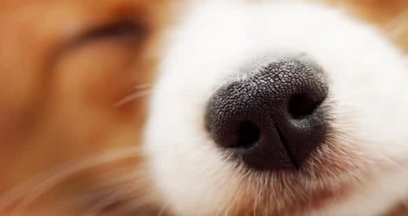 狗鼻子不通 狗鼻子不通