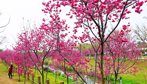 后里賞櫻景點 后里賞櫻景點