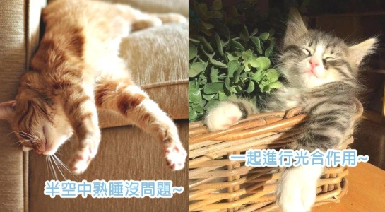 寵物貓親密互動 寵物貓親密互動