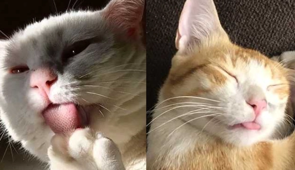 貓咪吐舌頭 貓咪吐舌頭