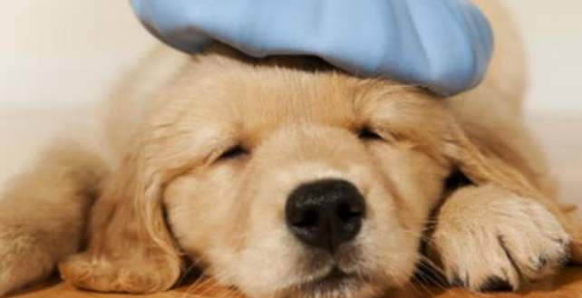 狗感冒症狀 狗感冒症狀