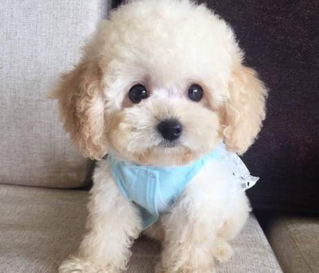 適合新手的狗 適合新手的狗