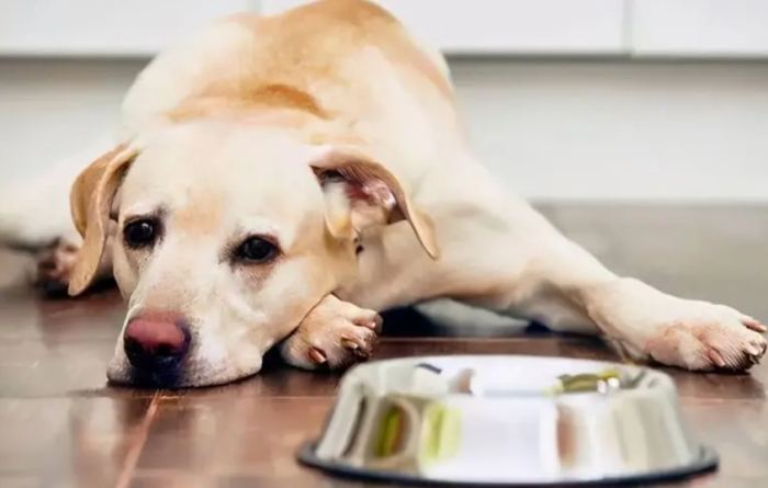 狗狗嘔吐處理 狗狗嘔吐處理