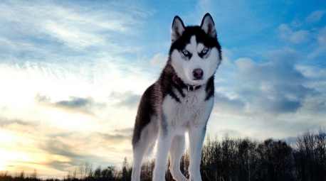 哈士奇行為 哈士奇行為