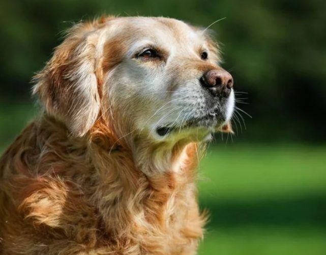 狗狗衰老年齡 狗狗衰老年齡