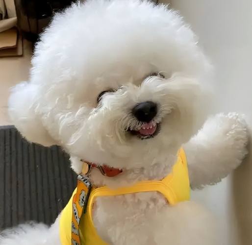 比熊犬購買費用 比熊犬購買費用