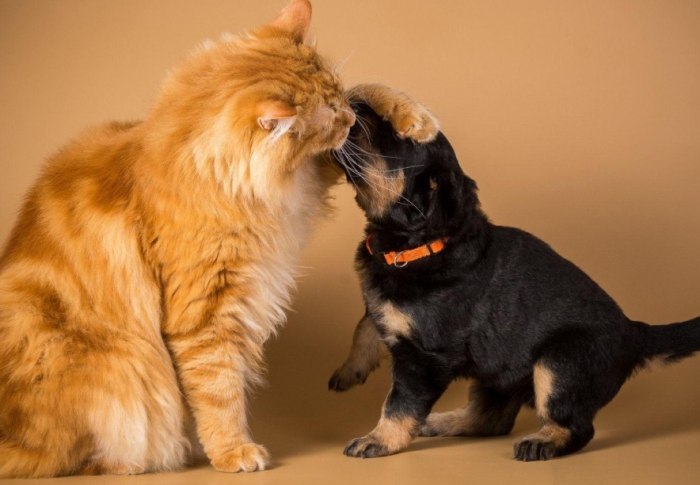 寵物眼睛護理 寵物眼睛護理