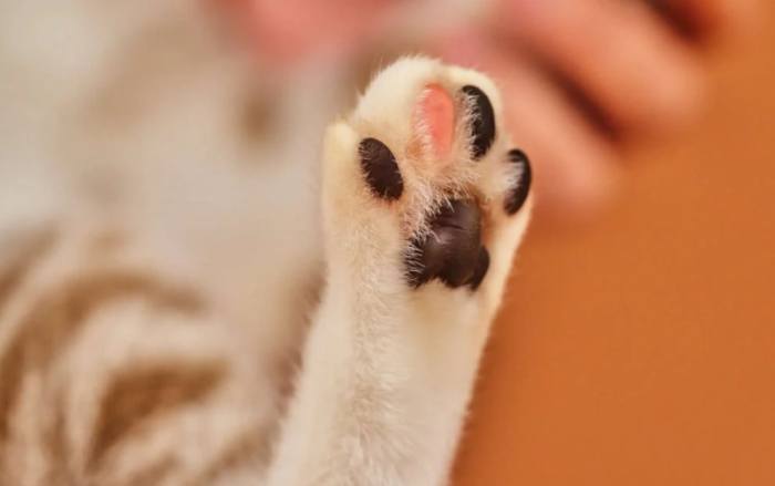 貓皰疹症狀 貓皰疹症狀