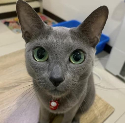 藍貓很兇嗎 藍貓很兇嗎