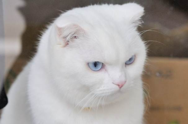 白色波斯貓特點 白色波斯貓特點