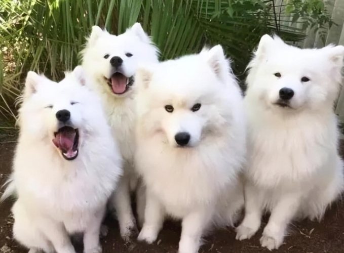 狗狗魚油副作用 狗狗魚油副作用