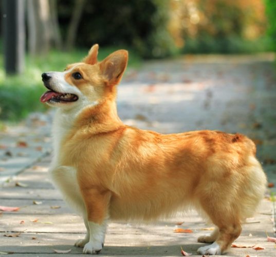 柯基犬不好養 柯基犬不好養