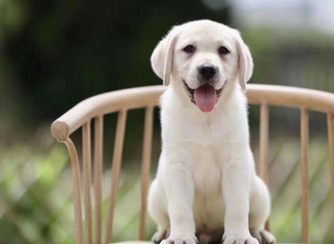 拉布拉多犬性格