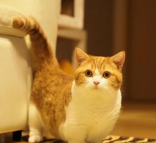 短腿貓性格 短腿貓性格