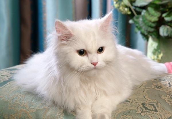 白色波斯貓特點 白色波斯貓特點
