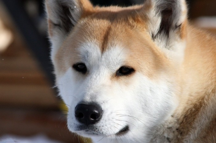 秋田犬平均壽命 秋田犬平均壽命
