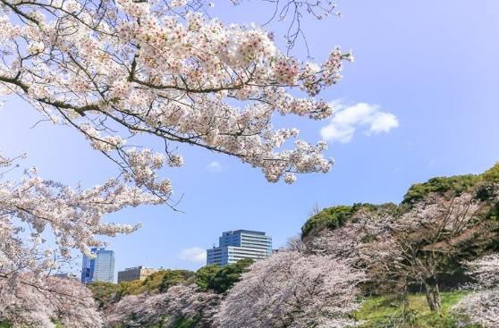 台灣賞櫻季節 台灣賞櫻季節