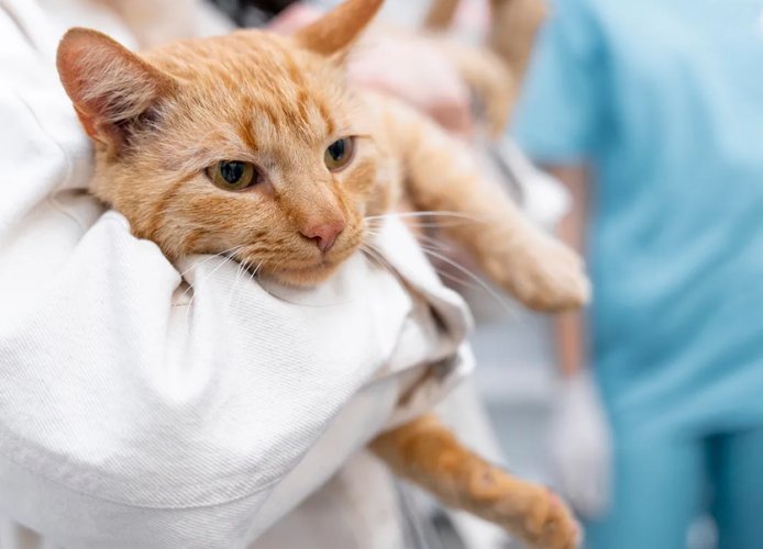 貓皰疹疫苗副作用 貓皰疹疫苗副作用