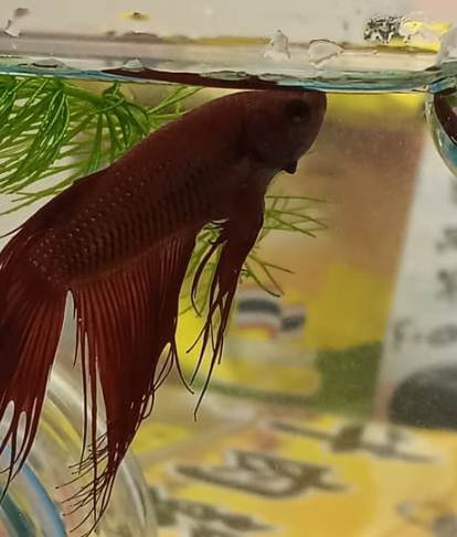 全換水風險 全換水風險