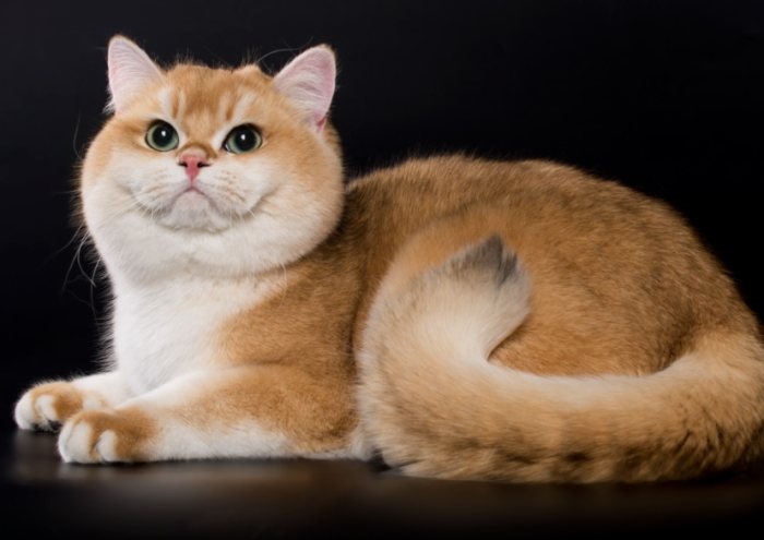 貓咪飼養手冊 貓咪飼養手冊