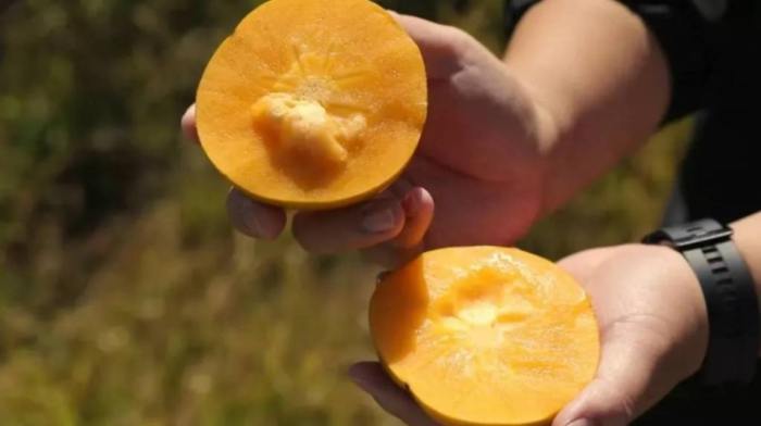 柿子咖啡搭配 柿子咖啡搭配