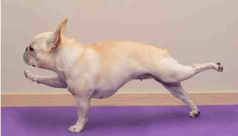 法鬥運動需求 法鬥運動需求