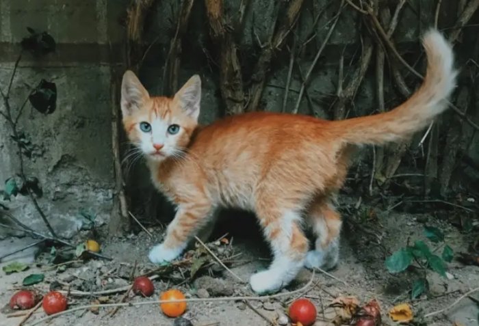 貓尾巴行為解析 貓尾巴行為解析