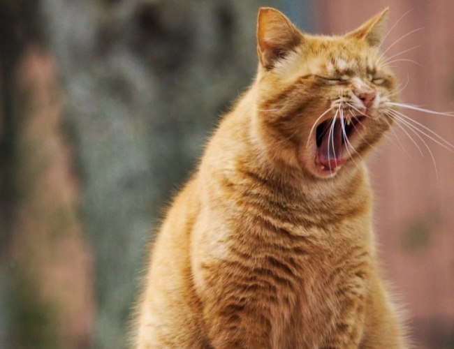 貓咪生病症狀 貓咪生病症狀