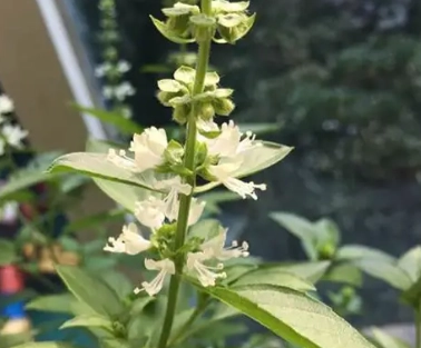 九層塔開花處理方法 九層塔開花處理方法