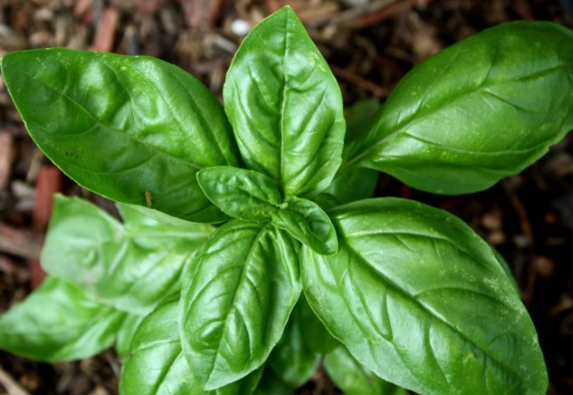 種羅勒方法 種羅勒方法