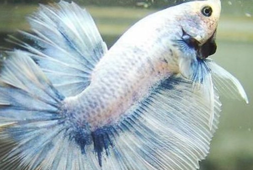 鬥魚護理 鬥魚護理