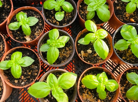 九層塔苗 用途 九層塔苗 用途