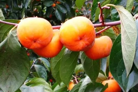 台灣柿子種類 台灣柿子種類