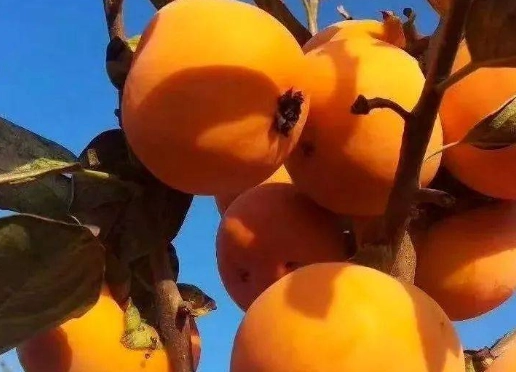 台灣柿子 台灣柿子