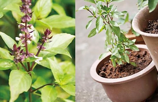 九層塔栽培技巧 九層塔栽培技巧