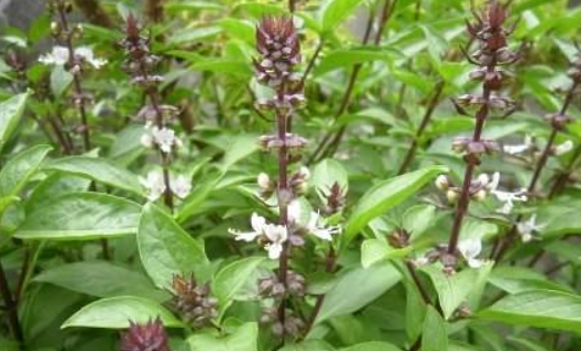 香草植物照顧 香草植物照顧