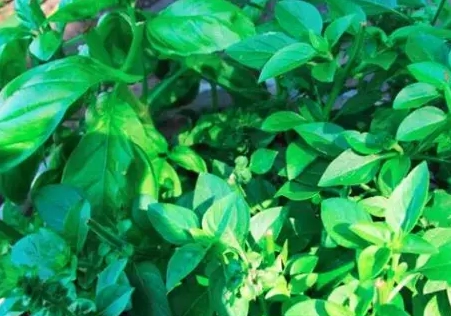 九層塔種植 九層塔種植