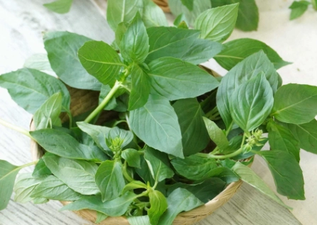 九層塔種植 九層塔種植