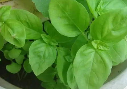 九層塔種植技巧 九層塔種植技巧