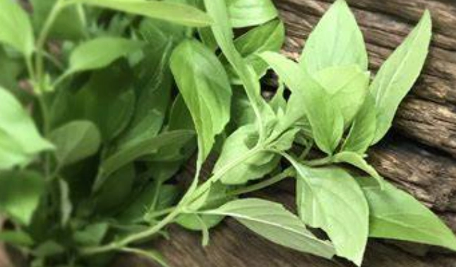 九層塔枯萎 九層塔枯萎