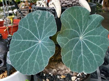 山烏龜生根方法