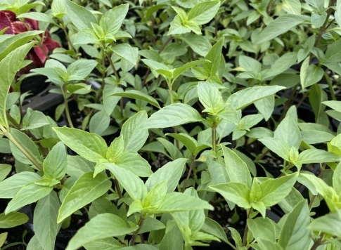 九層塔種植 九層塔種植