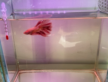 鬥魚換水後不動處理 鬥魚換水後不動處理