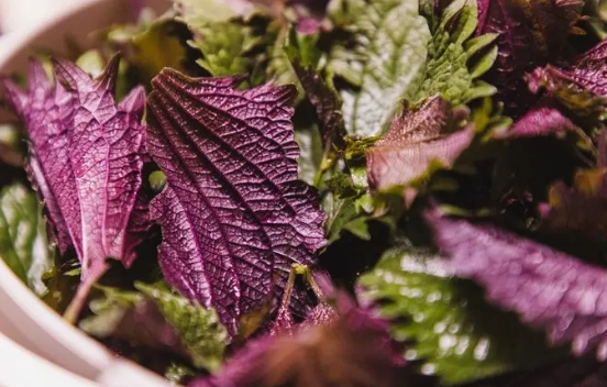 紫蘇葉生理期調理 紫蘇葉生理期調理