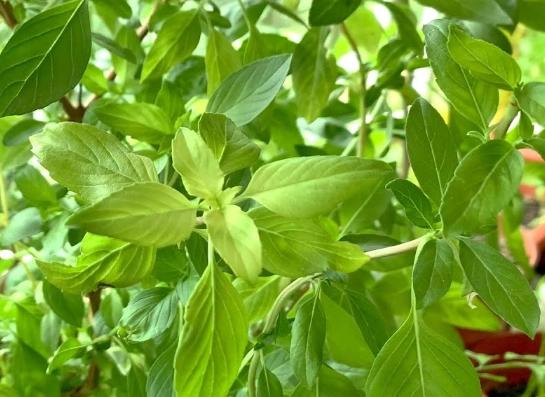 九層塔修剪方法 九層塔修剪方法