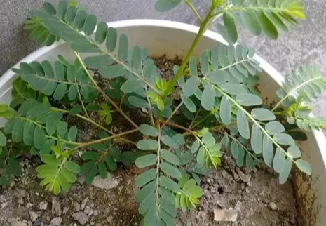 雞骨草禁忌 雞骨草禁忌