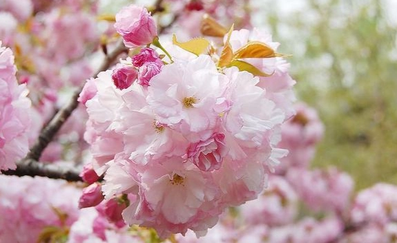 九層塔修剪 九層塔修剪