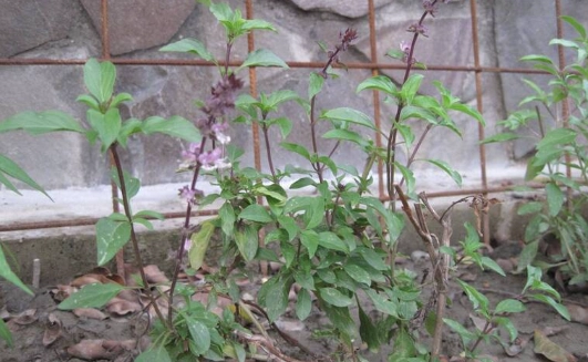 九層塔種植技巧 九層塔種植技巧