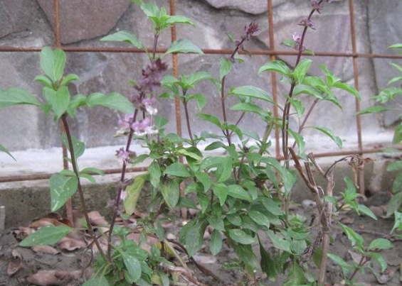 九層塔生長管理 九層塔生長管理